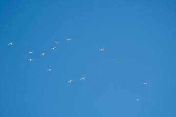 White birds on a background of blue sky. Seagulls in the coast. A clear, cloudless sky. Day, cold, sunny.