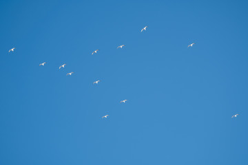 White birds on a background of blue sky. Seagulls in the coast. A clear, cloudless sky. Day, cold, sunny.