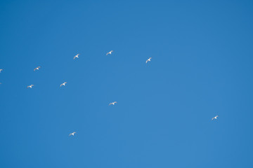 White birds on a background of blue sky. Seagulls in the coast. A clear, cloudless sky. Day, cold, sunny.