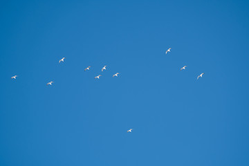 White birds on a background of blue sky. Seagulls in the coast. A clear, cloudless sky. Day, cold, sunny.