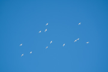Fototapeta premium White birds on a background of blue sky. Seagulls in the coast. A clear, cloudless sky. Day, cold, sunny.