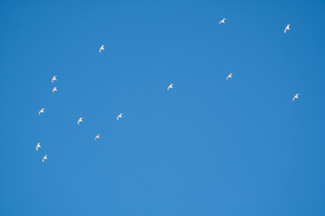White birds on a background of blue sky. Seagulls in the coast. A clear, cloudless sky. Day, cold, sunny.