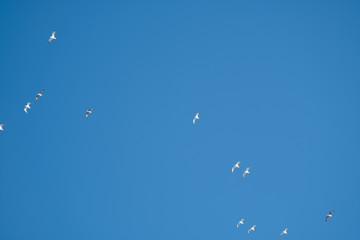 White birds on a background of blue sky. Seagulls in the coast. A clear, cloudless sky. Day, cold, sunny.