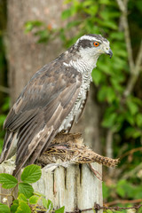Northern Goshawk, (Scientific name: Accipiter gentilis) on female pheasant.  Bright orange eye. Vertical, portrait.