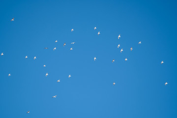 White birds on a background of blue sky. Seagulls in the coast. A clear, cloudless sky. Day, cold, sunny.