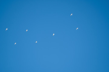 White birds on a background of blue sky. Seagulls in the coast. A clear, cloudless sky. Day, cold, sunny.
