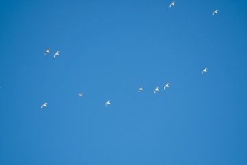 White birds on a background of blue sky. Seagulls in the coast. A clear, cloudless sky. Day, cold, sunny.