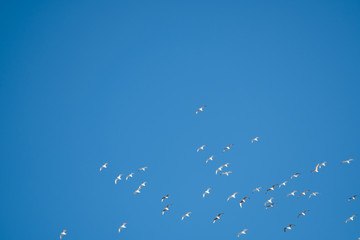 White birds on a background of blue sky. Seagulls in the coast. A clear, cloudless sky. Day, cold, sunny.
