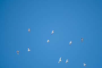 White birds on a background of blue sky. Seagulls in the coast. A clear, cloudless sky. Day, cold, sunny.