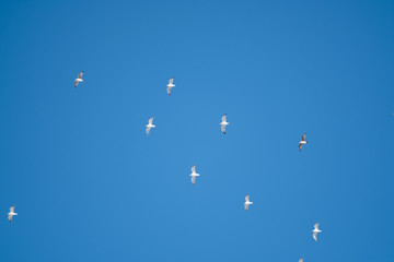 White birds on a background of blue sky. Seagulls in the coast. A clear, cloudless sky. Day, cold, sunny.