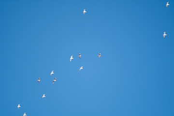 White birds on a background of blue sky. Seagulls in the coast. A clear, cloudless sky. Day, cold, sunny.