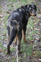 Beauce Harlequin color Shepherd Dog