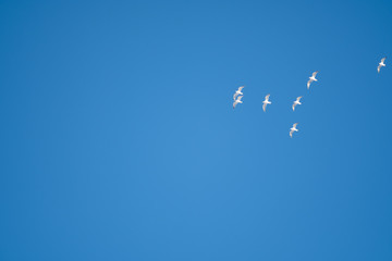 White birds on a background of blue sky. Seagulls in the coast. A clear, cloudless sky. Day, cold, sunny.
