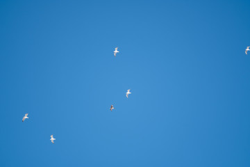 White birds on a background of blue sky. Seagulls in the coast. A clear, cloudless sky. Day, cold, sunny.
