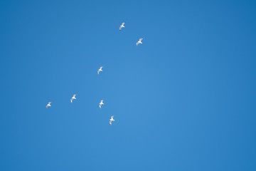 White birds on a background of blue sky. Seagulls in the coast. A clear, cloudless sky. Day, cold, sunny.