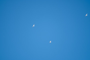 White birds on a background of blue sky. Seagulls in the coast. A clear, cloudless sky. Day, cold, sunny.