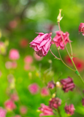 Macro image of beautiful violet flower
