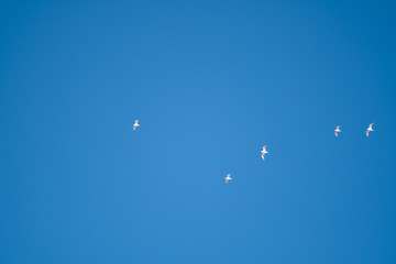 White birds on a background of blue sky. Seagulls in the coast. A clear, cloudless sky. Day, cold, sunny.