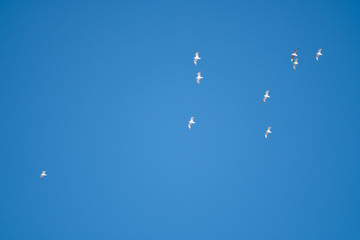 White birds on a background of blue sky. Seagulls in the coast. A clear, cloudless sky. Day, cold, sunny.