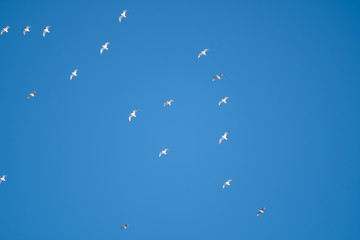 White birds on a background of blue sky. Seagulls in the coast. A clear, cloudless sky. Day, cold, sunny.