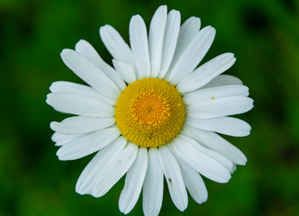 Obraz premium Close up image of daisy flower in early spring