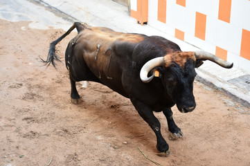 toro con grandes cuernos