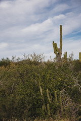 Beautiful View in  Los Cabos Mexico, Cactus Field