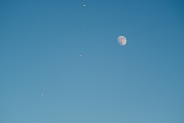 White moon against the blue sky. Full moon in the afternoon. Satellite of the planet earth. Blue skies on a frosty winter day.