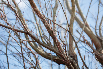 Dry tree branch in the blue sky