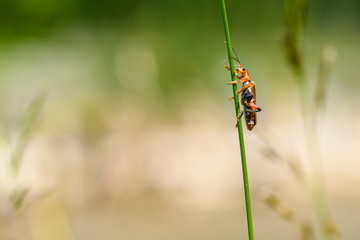 Macro of a red soldier beetle, Rhagonycha fulva, on a reed stem