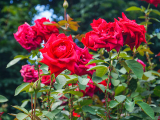 bush with red roses in the park in summer day