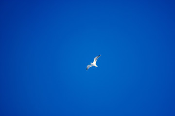 White birds on a background of blue sky. Seagulls in the coast. A clear, cloudless sky. Day, cold, sunny.
