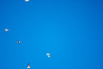 White birds on a background of blue sky. Seagulls in the coast. A clear, cloudless sky. Day, cold, sunny.