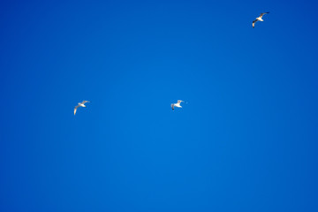 White birds on a background of blue sky. Seagulls in the coast. A clear, cloudless sky. Day, cold, sunny.