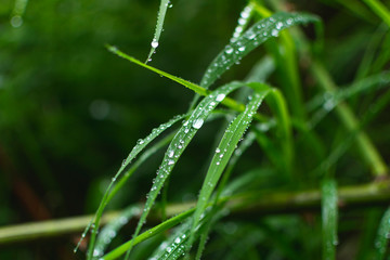 Macro image of rain drops on green grass