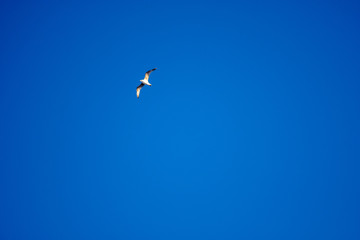 White birds on a background of blue sky. Seagulls in the coast. A clear, cloudless sky. Day, cold, sunny.