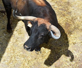 toro con grandes cuernos