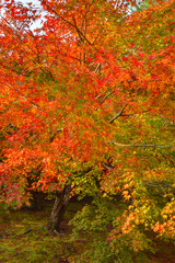 宝厳院の紅葉