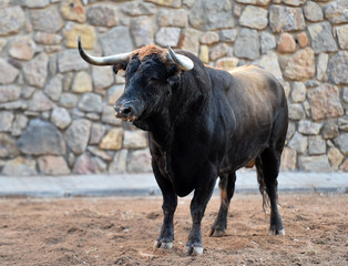 toro con grandes cuernos