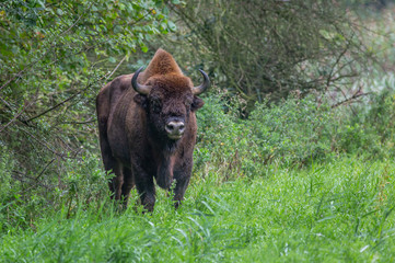 European Bison Wisent Bovinea Animal