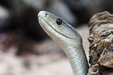 Schwarze Mamba