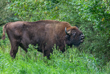 European Bison Wisent Bovinea Animal