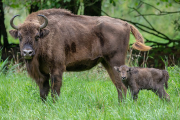 European Bison Wisent Bovinea Animal