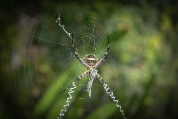 spider in its natural habitat of a garden