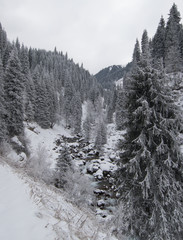 snowy frozen coniferous forest in the mountains in winter
