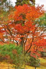 宝厳院の紅葉