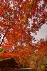 宝厳院の紅葉