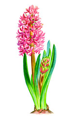 Pink hyacinth with buds, watercolor drawing on a white background isolated, spring flower illustration.