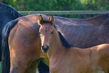 Portrait of a cute bay warmblood filly.