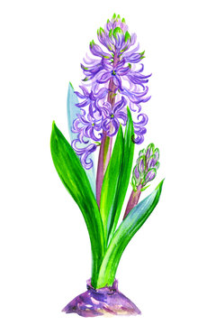 Purple hyacinth with buds, watercolor drawing on a white background isolated, spring flower illustration.